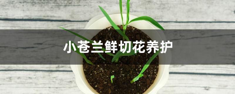 小苍兰鲜切花养护