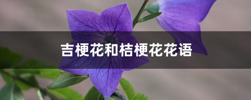 吉梗花和桔梗花花语