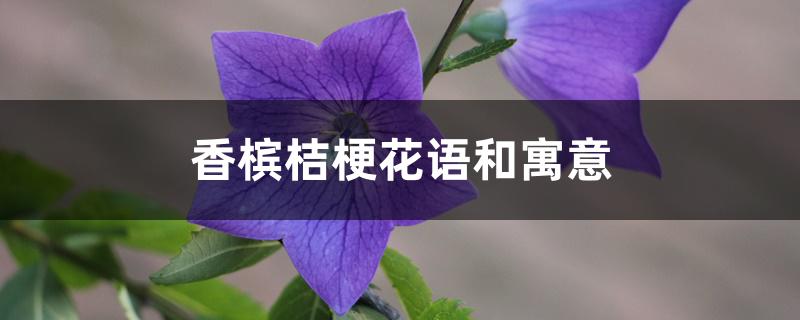 香槟桔梗花语和寓意