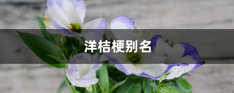 洋桔梗别名