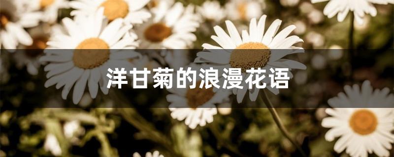 洋甘菊的浪漫花语