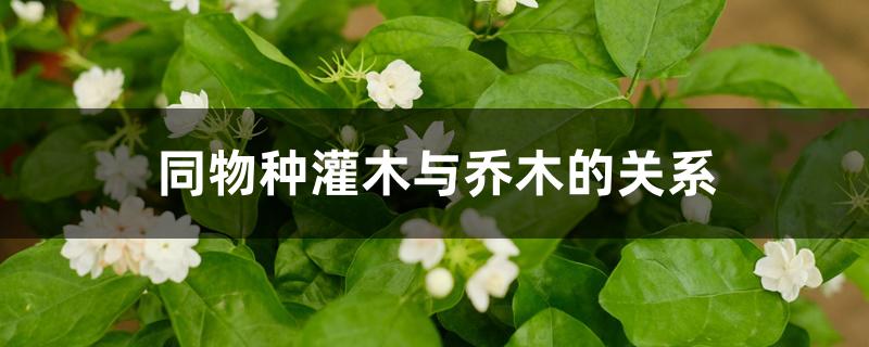 同物种灌木与乔木的关系