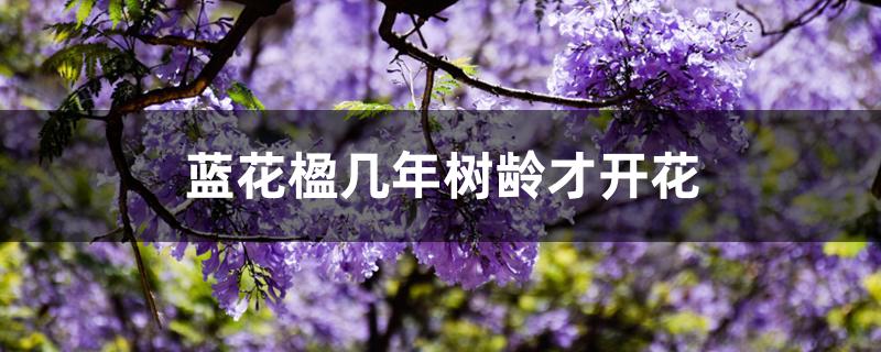蓝花楹几年树龄才开花