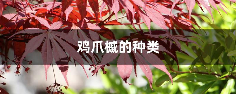 鸡爪槭的种类