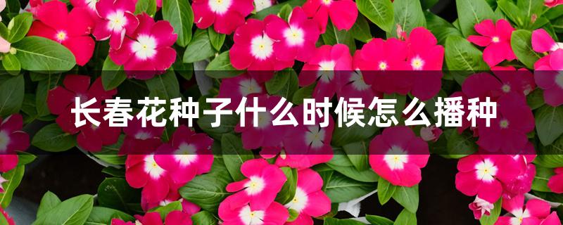 长春花种子什么时候怎么播种