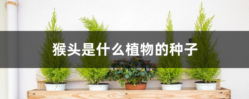 猴头是什么植物的种子