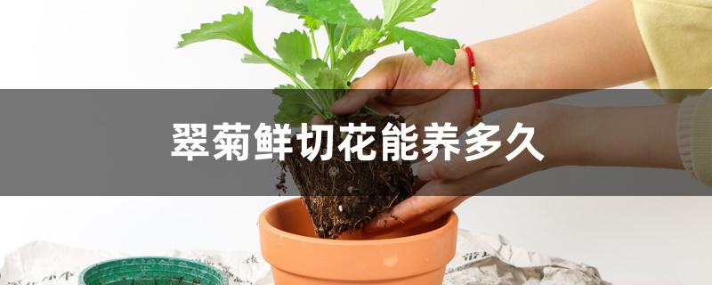 翠菊鲜切花能养多久