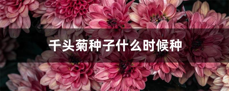 千头菊种子什么时候种