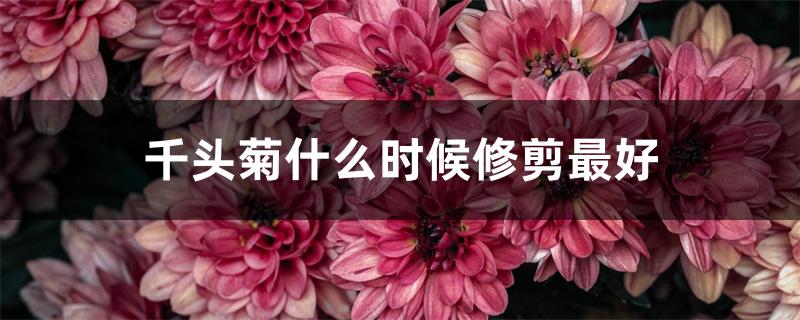 千头菊什么时候修剪最好