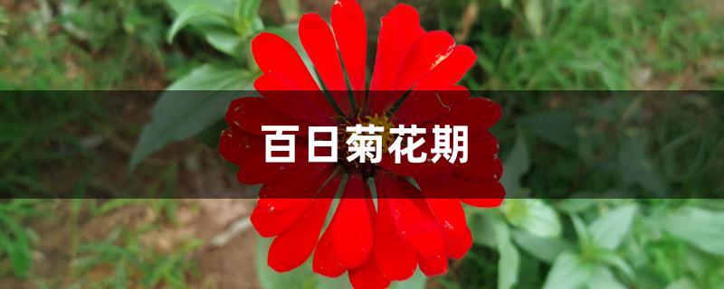 百日菊花期 百日菊花期