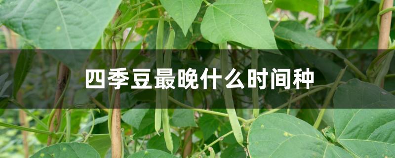 四季豆最晚什么时间种