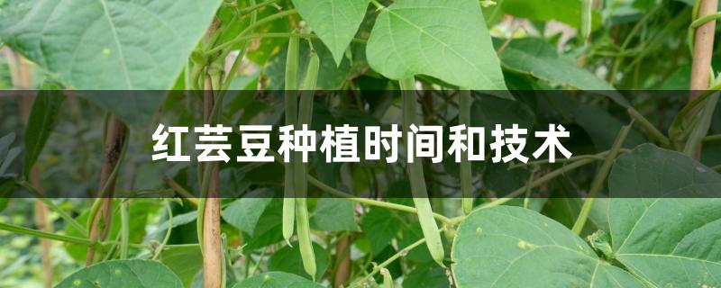 红芸豆种植时间和技术