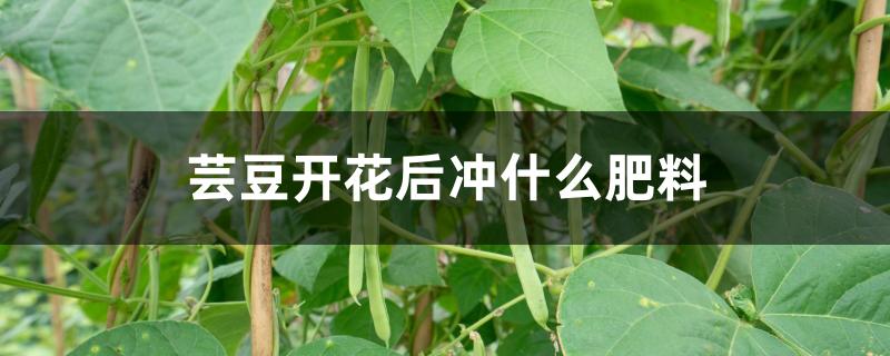 芸豆开花后冲什么肥料