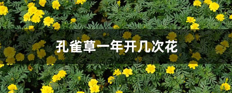 孔雀草一年开几次花