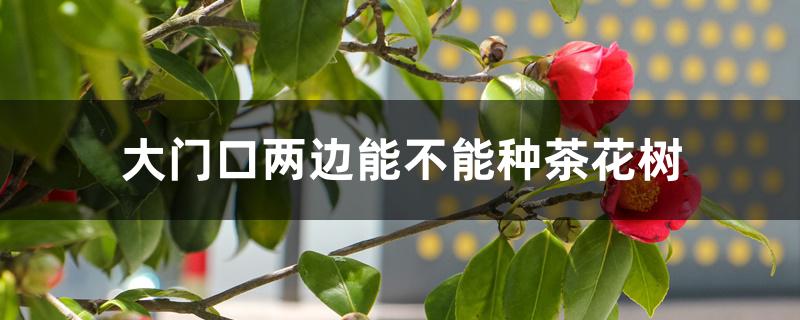 大门口两边能不能种茶花树 大门口两边能不能种茶花树