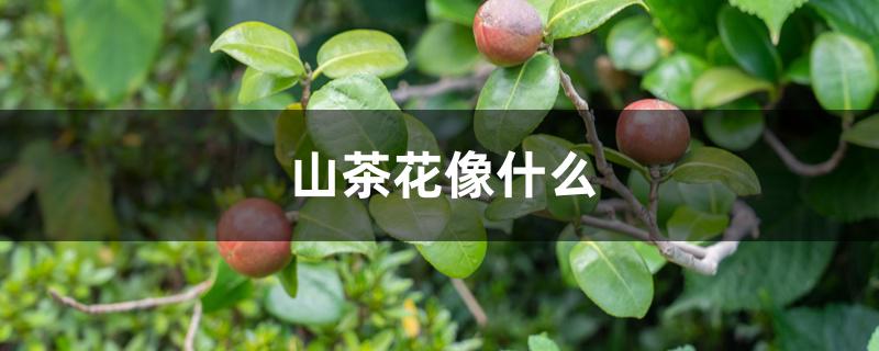 山茶花像什么