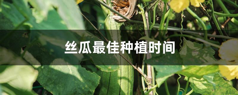 丝瓜最佳种植时间 丝瓜最佳种植时间