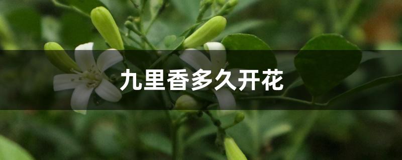 九里香多久开花