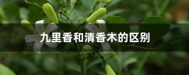 九里香和清香木的区别