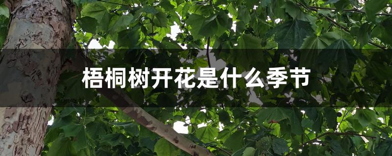 梧桐树开花是什么季节