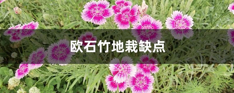 欧石竹地栽缺点 欧石竹地栽缺点