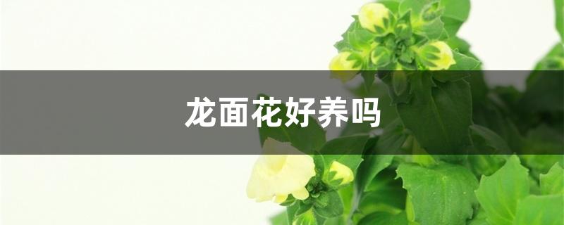 龙面花好养吗