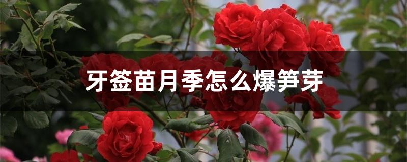 牙签苗月季怎么爆笋芽