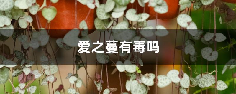 爱之蔓有毒吗