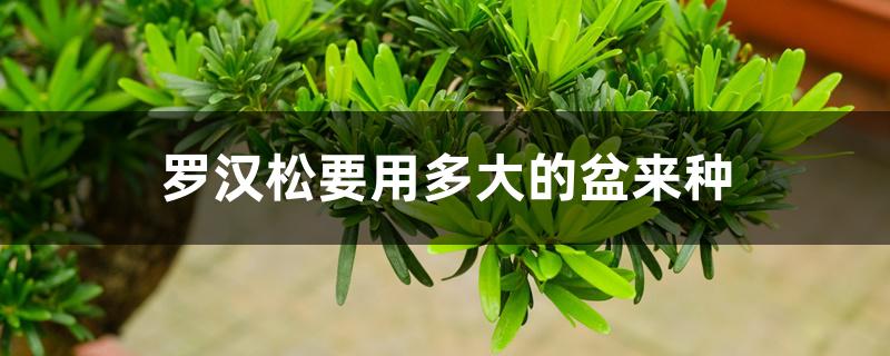 罗汉松要用多大的盆来种