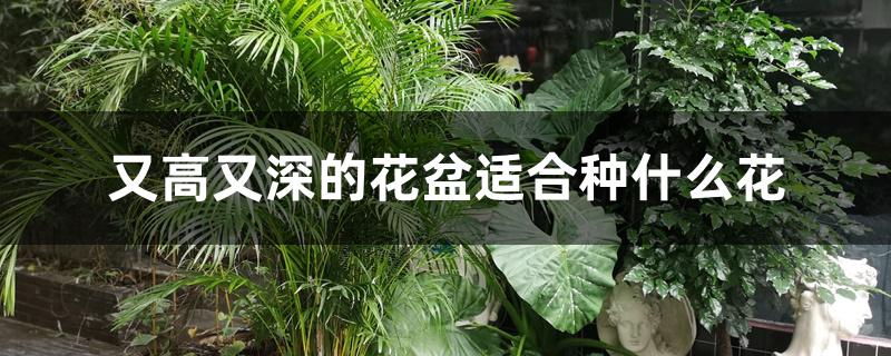 又高又深的花盆适合种什么花