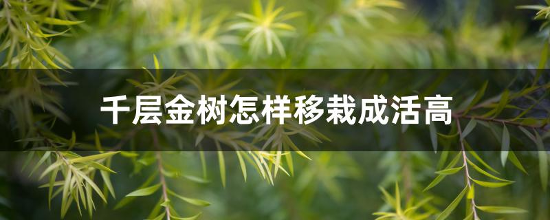 千层金树怎样移栽成活高