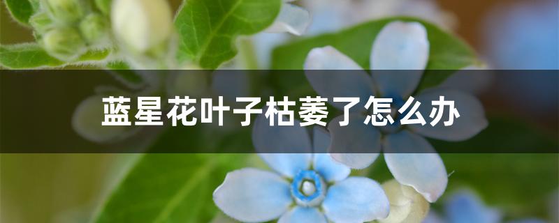 蓝星花叶子枯萎了怎么办