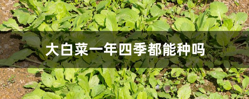 大白菜一年四季都能种吗 大白菜一年四季都能种吗