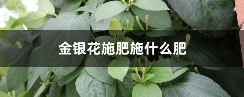 金银花施肥施什么肥