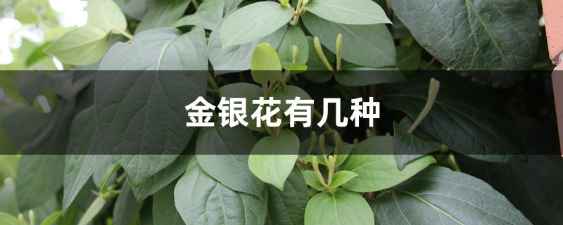 金银花有几种