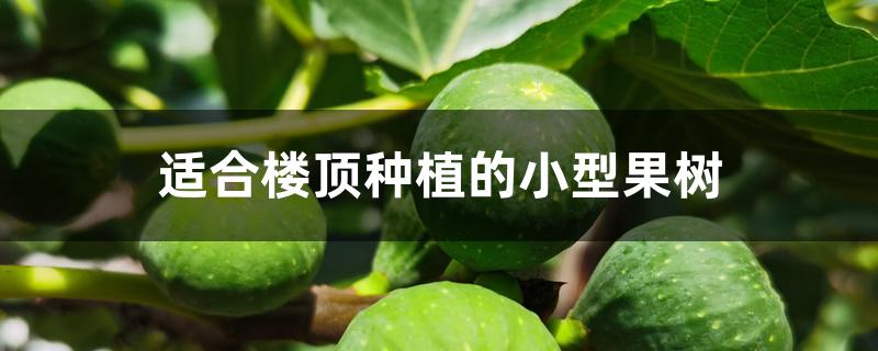 适合楼顶种植的小型果树