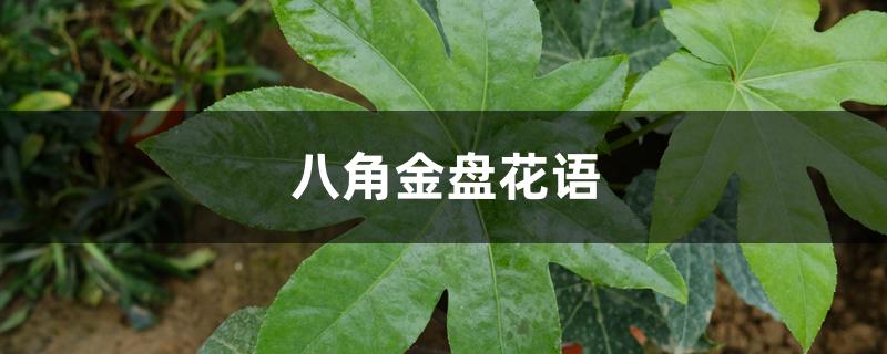 八角金盘花语