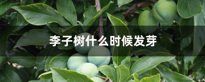 李子树什么时候发芽