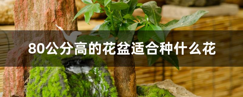 80公分高的花盆适合种什么花