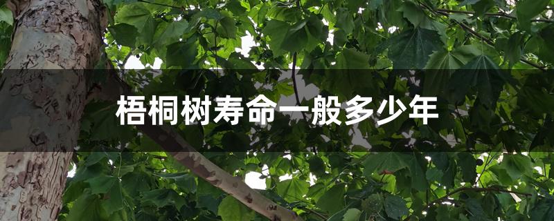 梧桐树寿命一般多少年 梧桐树寿命一般多少年