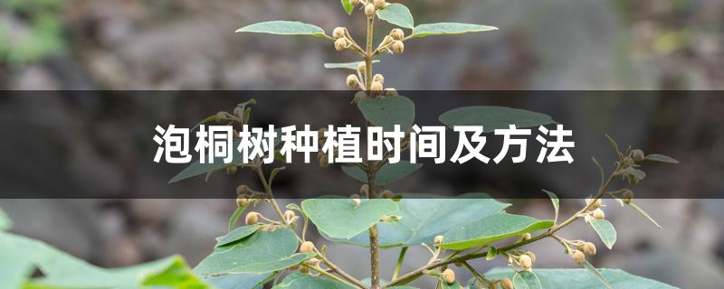 泡桐树种植时间及方法