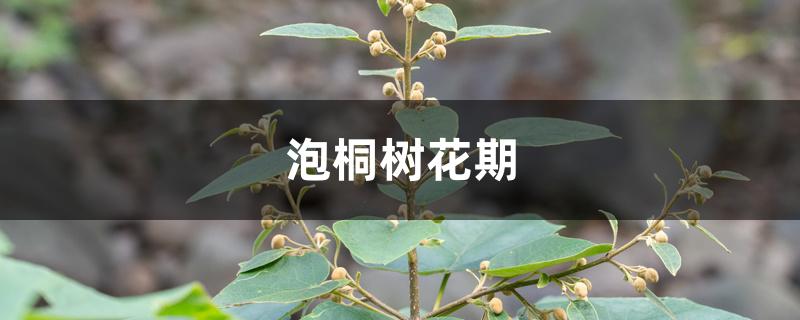 泡桐树花期