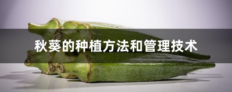 秋葵的种植方法和管理技术