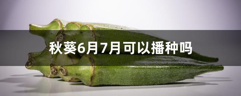 秋葵6月7月可以播种吗