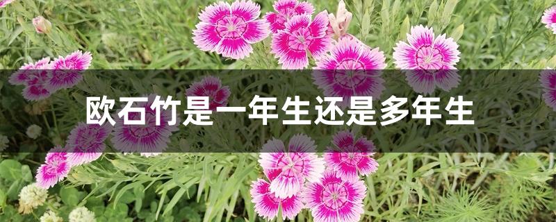 欧石竹是一年生还是多年生 欧石竹是一年生还是多年生