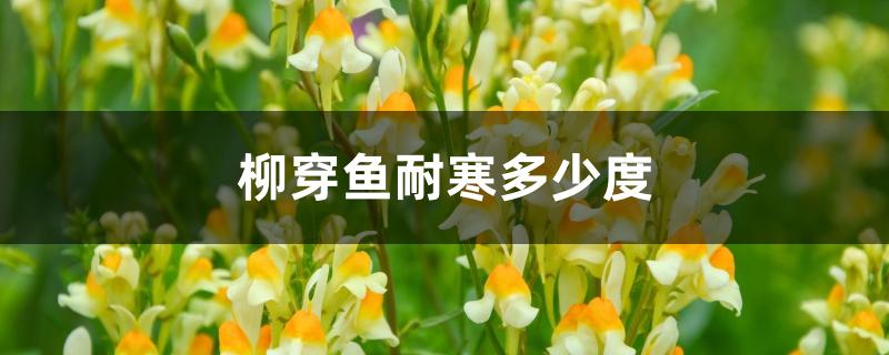 柳穿鱼耐寒多少度 柳穿鱼耐寒多少度