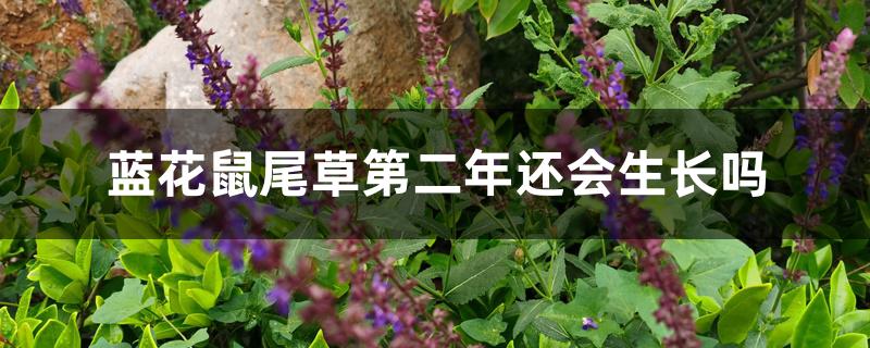蓝花鼠尾草第二年还会生长吗