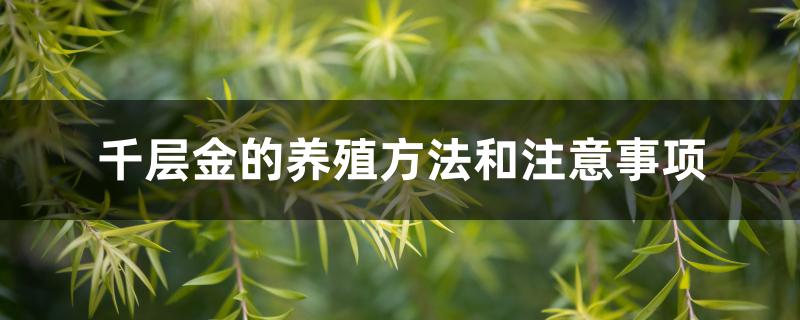 千层金的养殖方法和注意事项