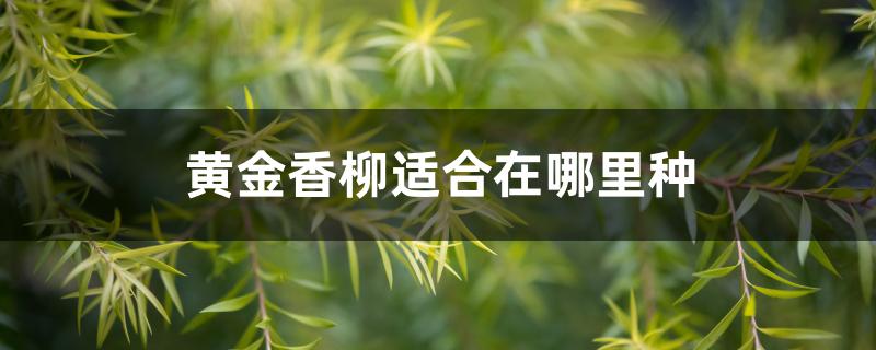 黄金香柳适合在哪里种 黄金香柳适合在哪里种