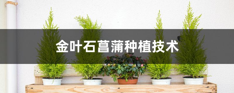 金叶石菖蒲种植技术